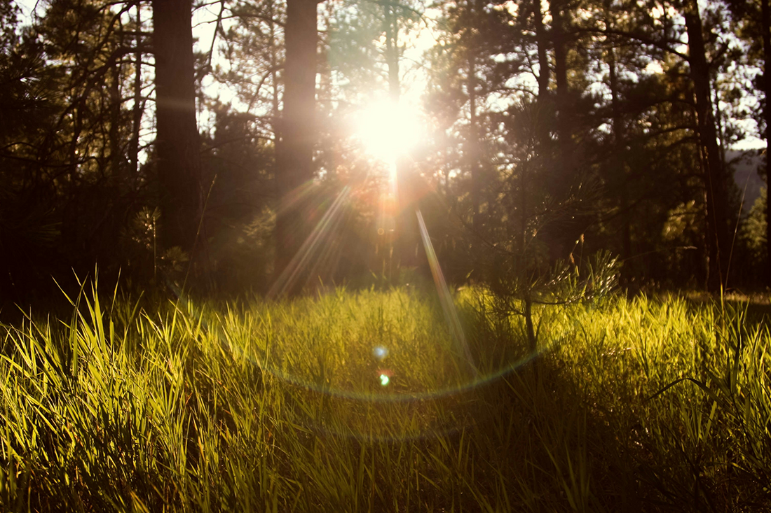 50 Sunshine Quotes to Brighten Your Day