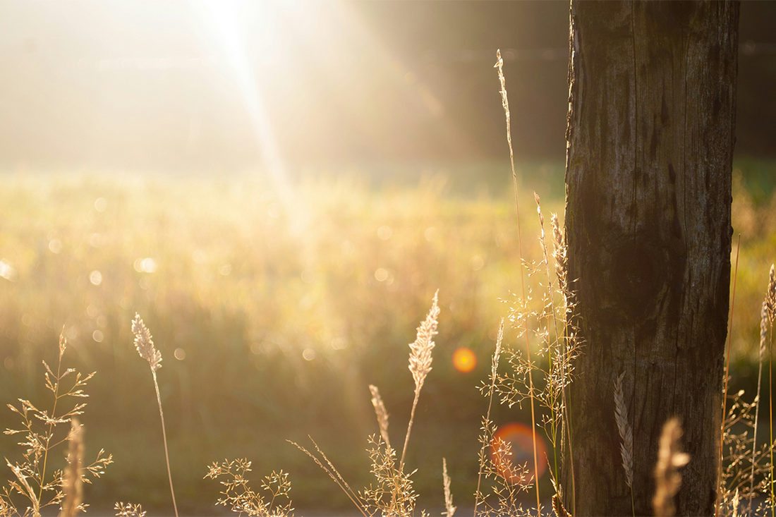 50 Light Quotes to Brighten Your Day