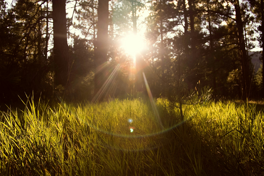 50 Sunshine Quotes to Brighten Your Day