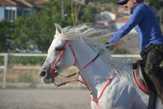 50 Polo Quotes Every Player Should Memorize